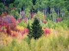 USA-Utah-Logan Canyon Colorful aspens in autumn Art Print
